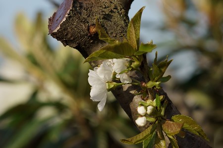 西洋実桜（セイヨウミザクラ）
