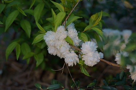 庭桜（ニワザクラ）