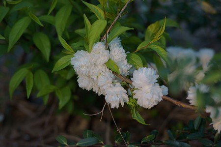 庭桜(ニワザクラ)