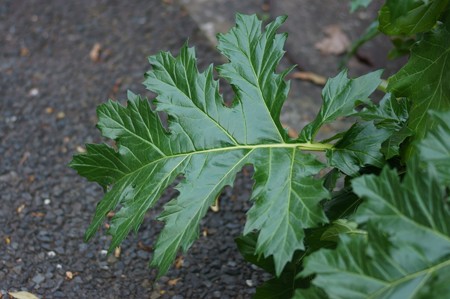 葉薊（ハアザミ）