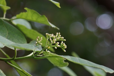 丸葉萵苣の木（マルバチシャノキ）