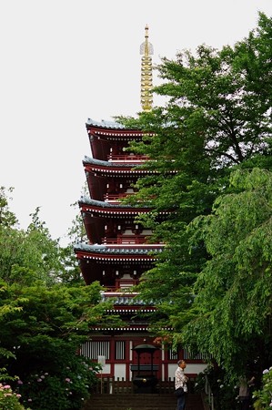 本土寺 五重塔