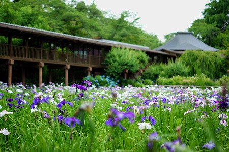 本土寺 弁天池 花菖蒲