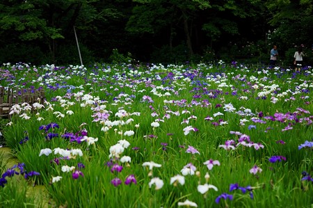 本土寺 弁天池 花菖蒲