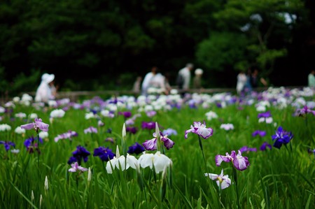 本土寺 弁天池 花菖蒲