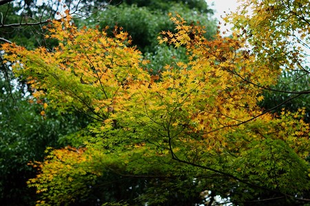 大町自然観察園