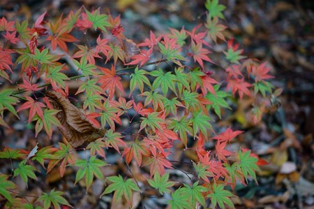 大町自然観察園