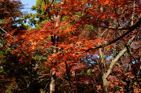 大町自然観察園
