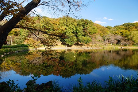 じゅんさい池緑地