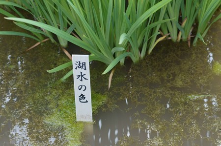 花菖蒲　湖水の色
