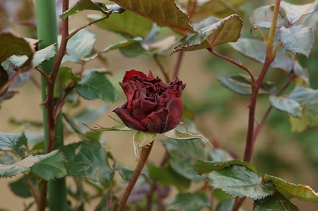 薔薇 レッド・クィーン