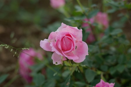 薔薇 オーバーナイト・センセーション