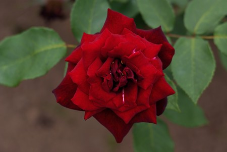 薔薇 黒真珠