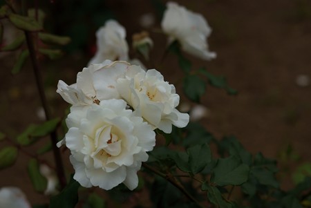 薔薇 ホワイト・マジック