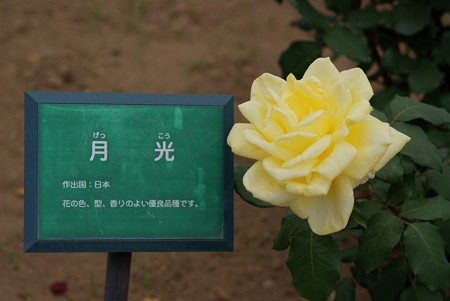 薔薇　月光