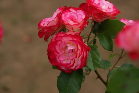 薔薇（バラ）