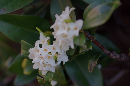 白花沈丁花(シロバナジンチョウゲ)