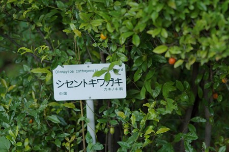 四川常盤柿（シセントキワガキ）