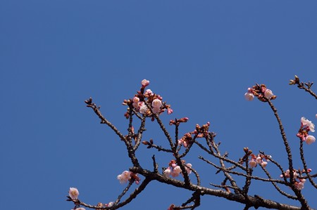 冬桜(フユザクラ)