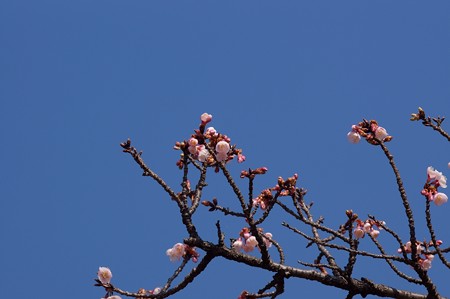 冬桜（フユザクラ）