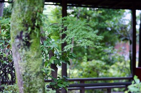 柴又帝釈天　邃渓園