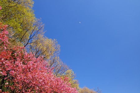 じゅんさい池緑地