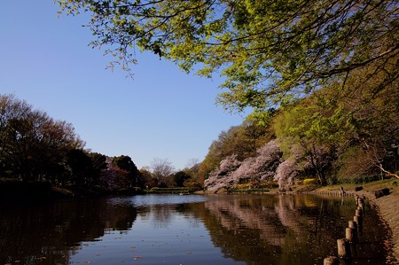 じゅんさい池緑地