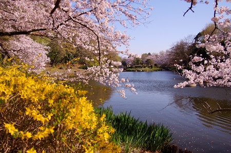 じゅんさい池緑地