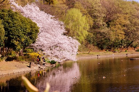 じゅんさい池緑地