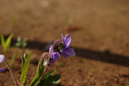 厚葉菫（アツバスミレ）