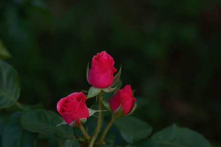 薔薇　マガリ
