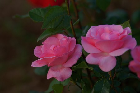 薔薇 クイーン・エリザベス
