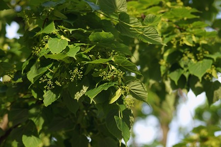 菩提樹（ボダイジュ）