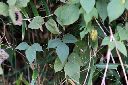 吐切豆(トキリマメ)