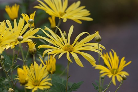 肥後菊　都の月