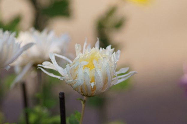 江戸菊　星月夜
