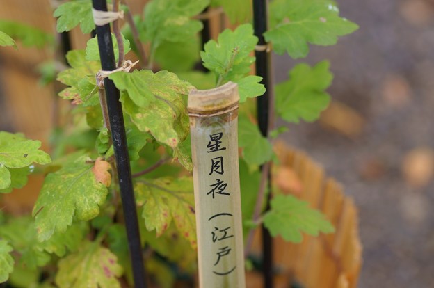 江戸菊　星月夜