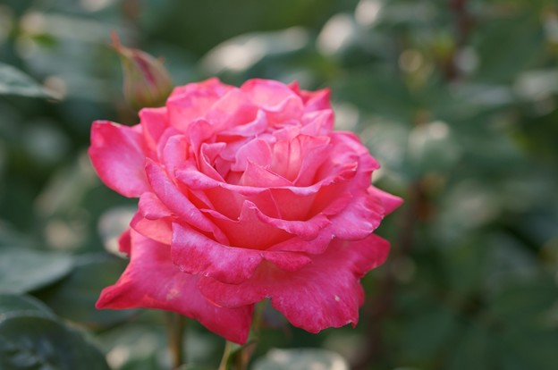 薔薇　ステファニー・ドゥ・モナコ