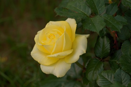 薔薇 ファルツァー・ゴールド