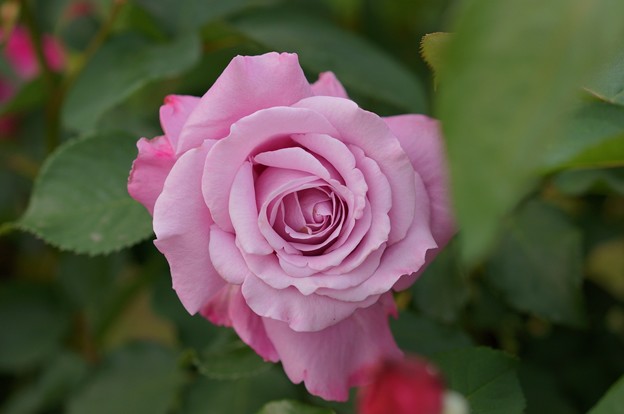 薔薇　ブルー・ムーン