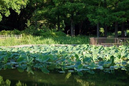 水元公園　水生植物園