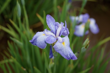 花菖蒲　青柳