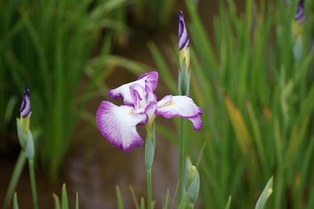 花菖蒲　小桜姫