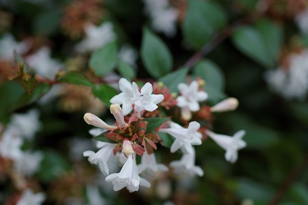 花園衝羽根空木(ハナゾノツクバネウツギ)