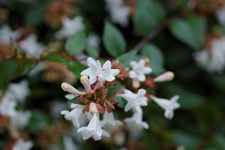 花園衝羽根空木（ハナゾノツクバネウツギ）