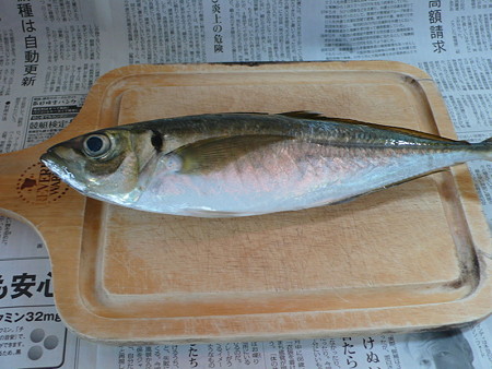 さかな3