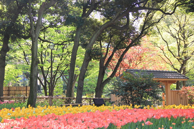 横浜公園_16万本のチューリップガーデン(2018年4月8日)