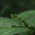 フタリシズカ Chloranthus serratus P6048070