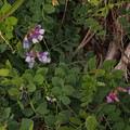Photos: ハマエンドウ Lathyrus japonicus Willd PA310856