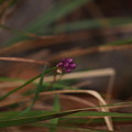 Photos: タマムラサキ ? Allium pseudojaponicum Makino ? PB091202